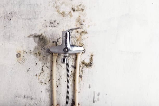 Best Toxic Mold Removal  in Citrus Park, AZ