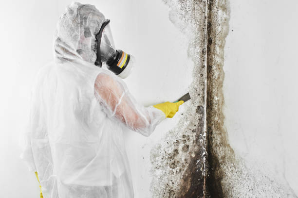 Best Residential Mold Removal  in Citrus Park, AZ