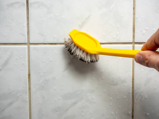 Best Mold Removal Near Me  in Citrus Park, AZ