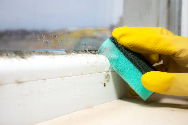 Best Attic Mold Removal  in Citrus Park, AZ