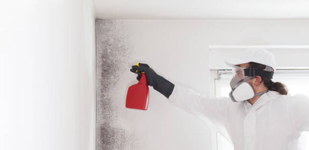 Best Black Mold Removal  in Citrus Park, AZ