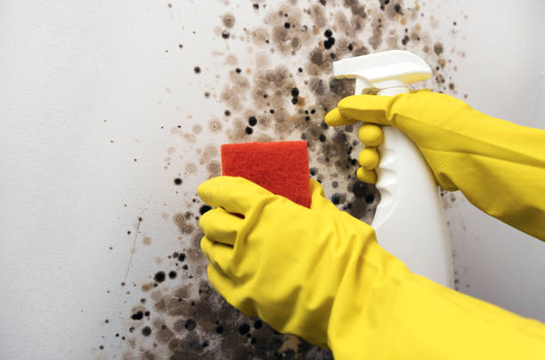Best Certified Mold Removal  in Citrus Park, AZ