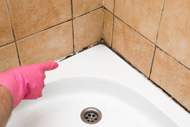Best Emergency Mold Removal  in Citrus Park, AZ