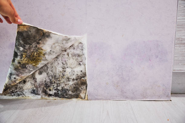 Attic Mold Removal in Citrus Park, AZ